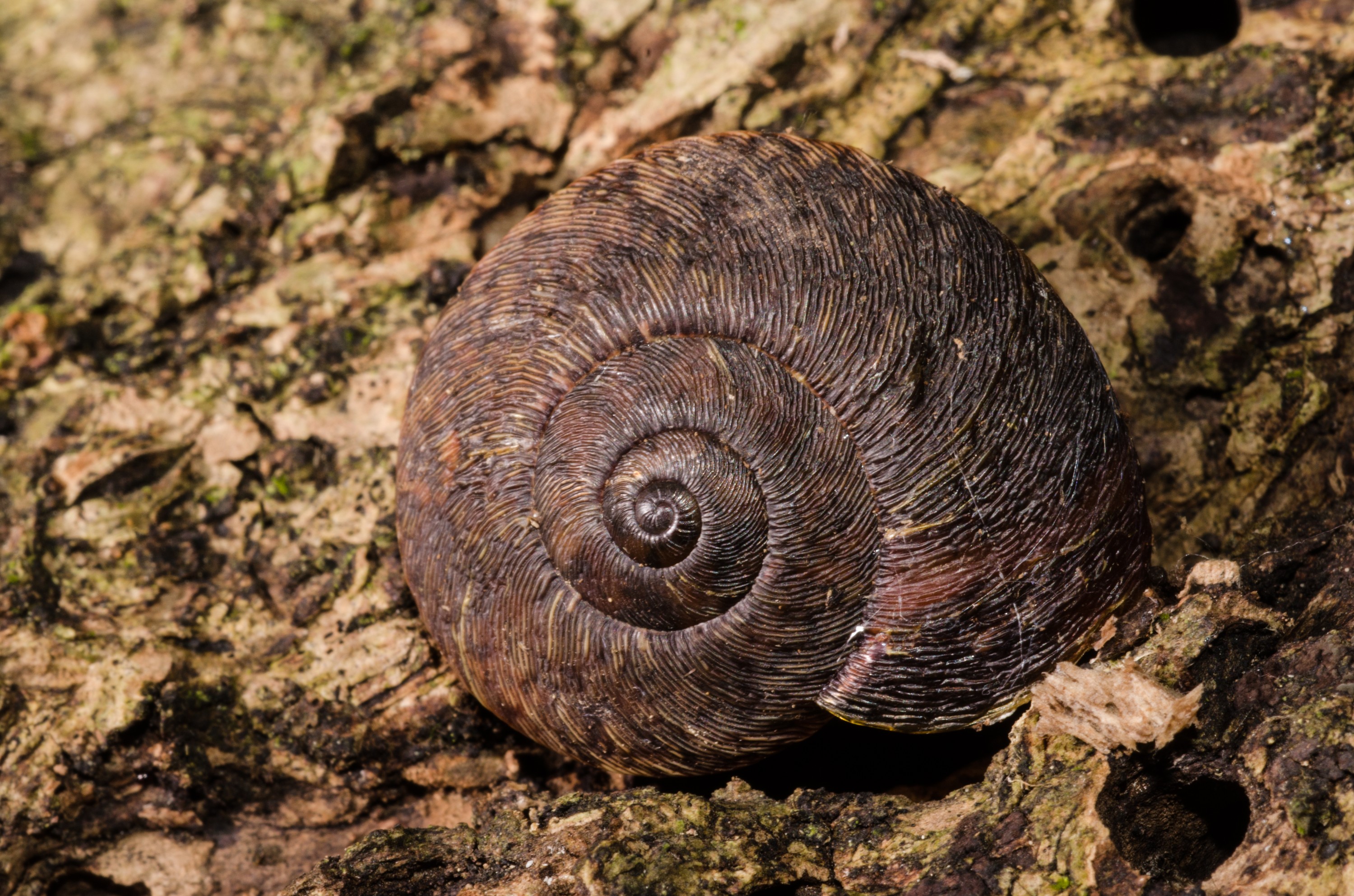 DSC_5850 – Poor, knights, aorangi, island, islands, snail, unknown, Crispin, NZ, new, new zealand, zealand